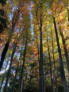 平和台公園の散歩